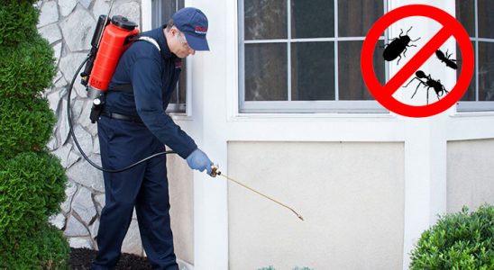 Çanakçı Kemirgen İlaçlama böcek ilaçlama ve haşere kontrolü — ilaclama-tr.com